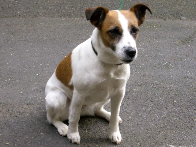 dog_341