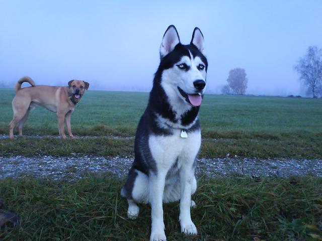 dog_362