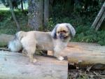 dog_363