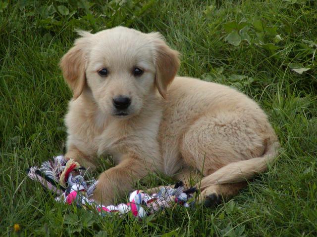 dog_364