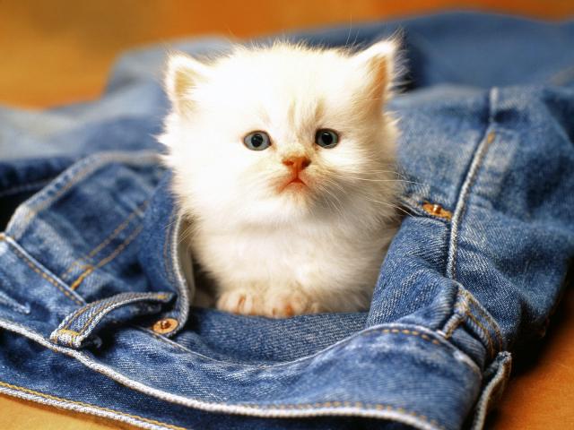 cat_114