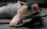 cat_116