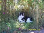 cat_118