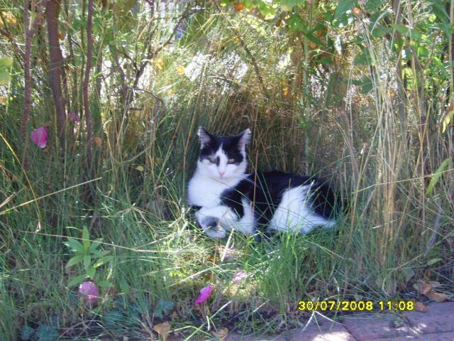 cat_118