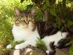 cat_119