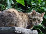 cat_120