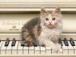 cat_121