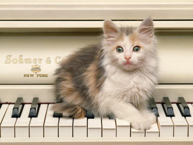 cat_121