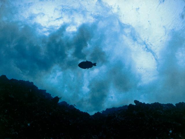 ocean-life-245