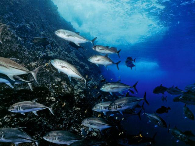 ocean-life-247