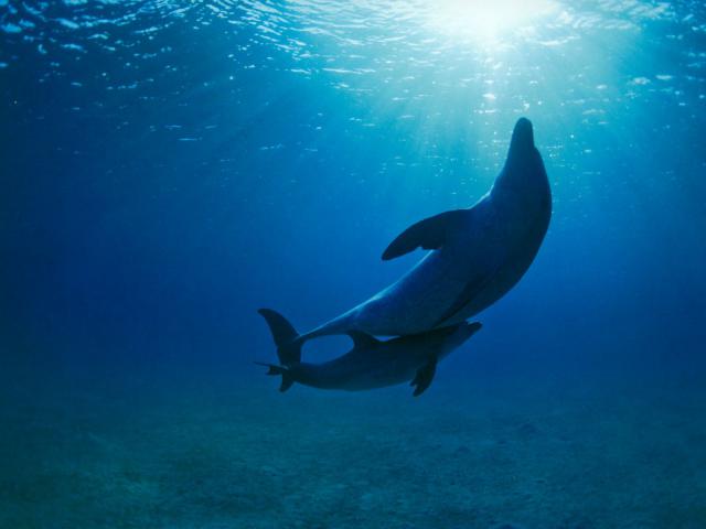 ocean-life-254