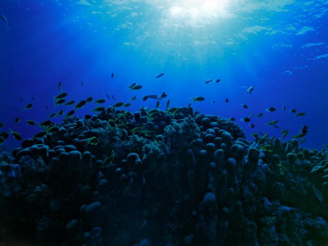 ocean-life-255
