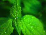 green_012