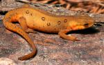Notophthalmus