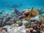 ocean-life-260