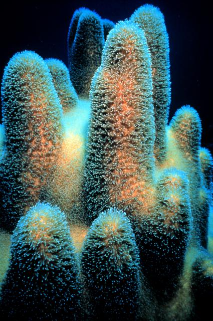 PillarCoral