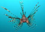 ocean-life-262