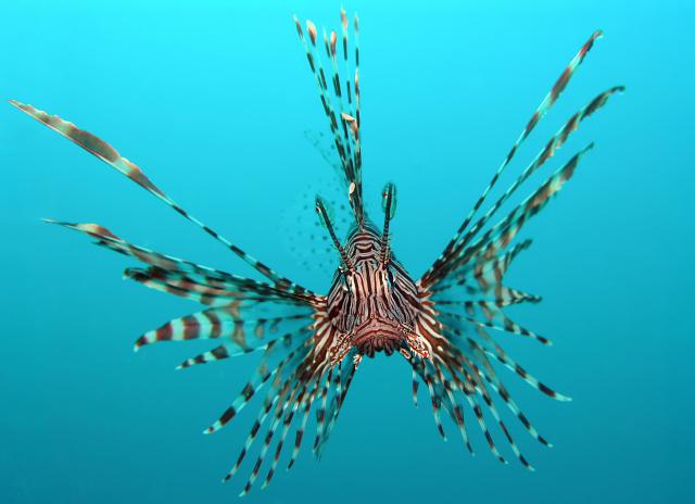 ocean-life-262