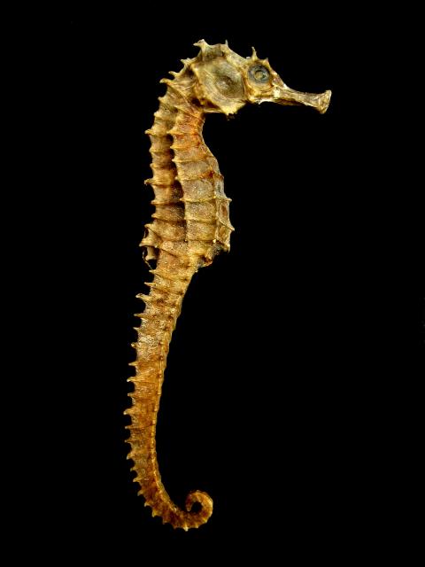 ocean-life-263