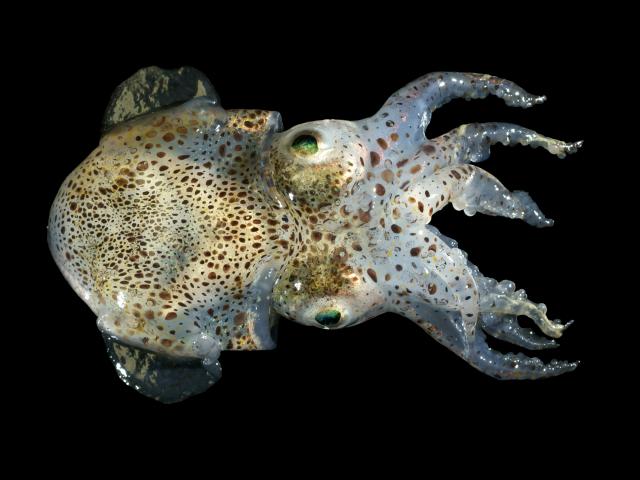 ocean-life-264