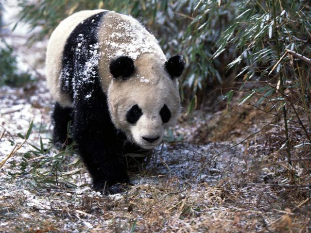 Animals_018