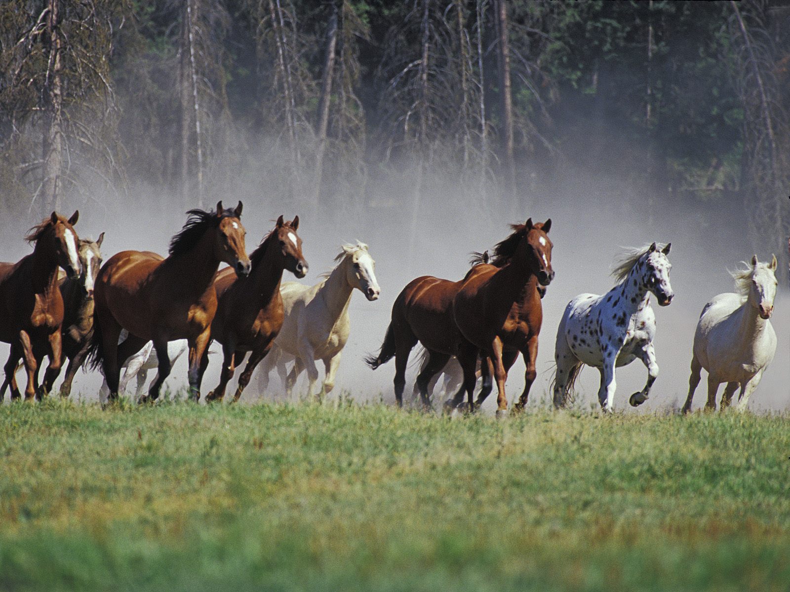 Animals_019