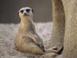 Animals_024