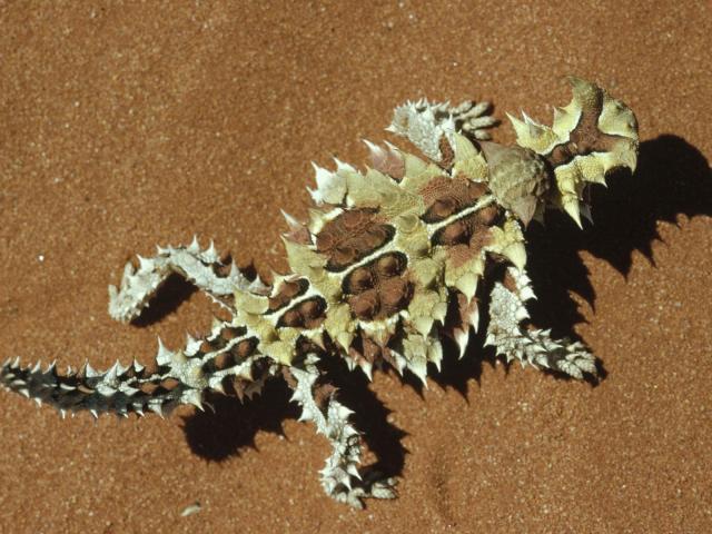 Animals_025