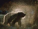Animals_026