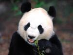Animals_031