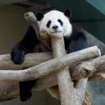 Animals_036