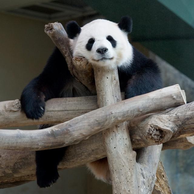 Animals_036