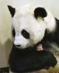 Animals_039