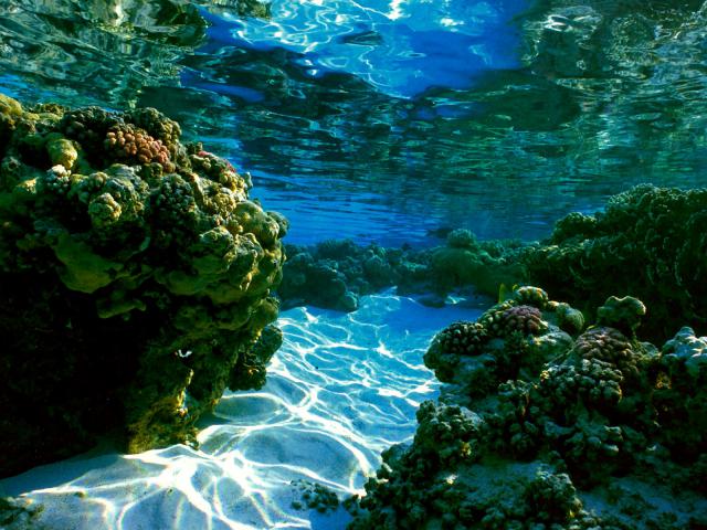 ocean-life-265