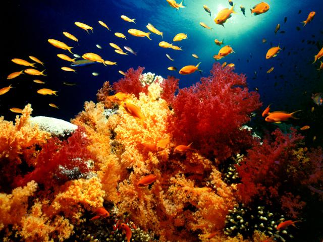 ocean-life-266