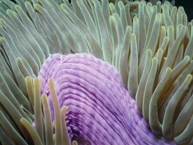 ocean-life-269