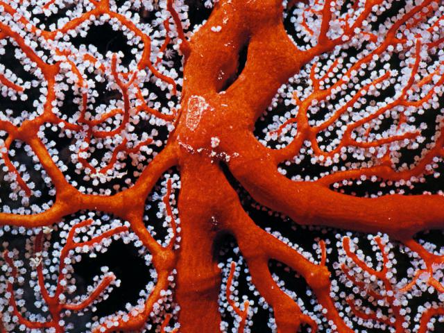 ocean-life-271