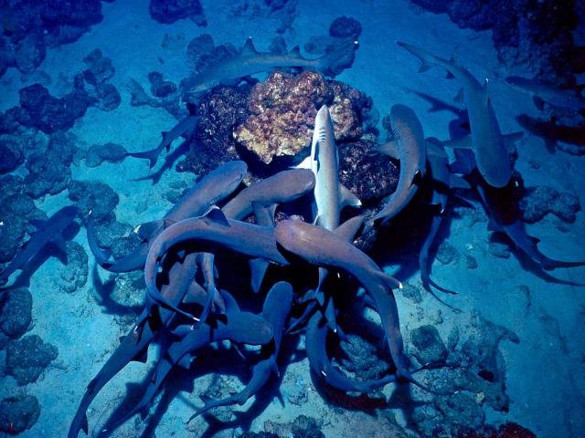 ocean-life-286