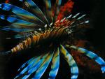 ocean-life-294