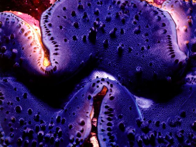 ocean-life-296