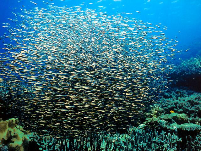 ocean-life-297