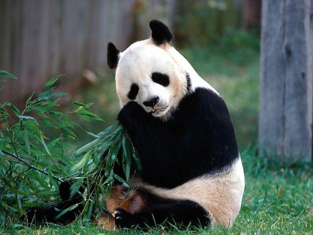 Animals_042