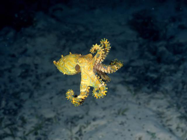 ocean-life-305