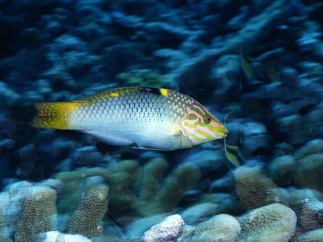 ocean-life-308
