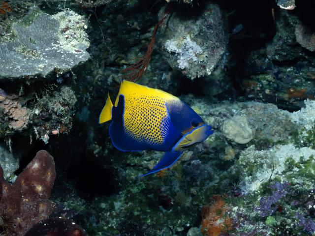 ocean-life-313