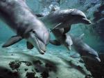 ocean-life-323