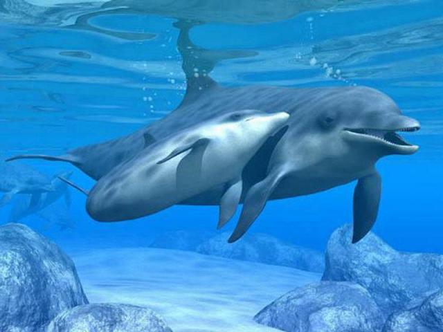 ocean-life-326