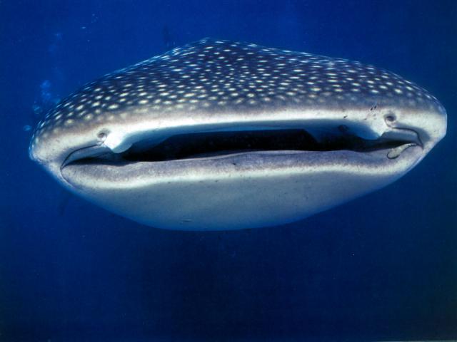 ocean-life-329
