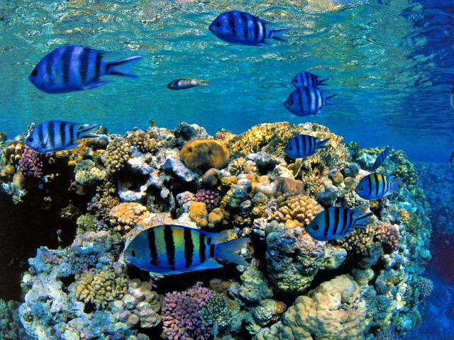 ocean-life-330