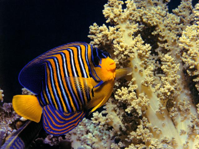 ocean-life-333